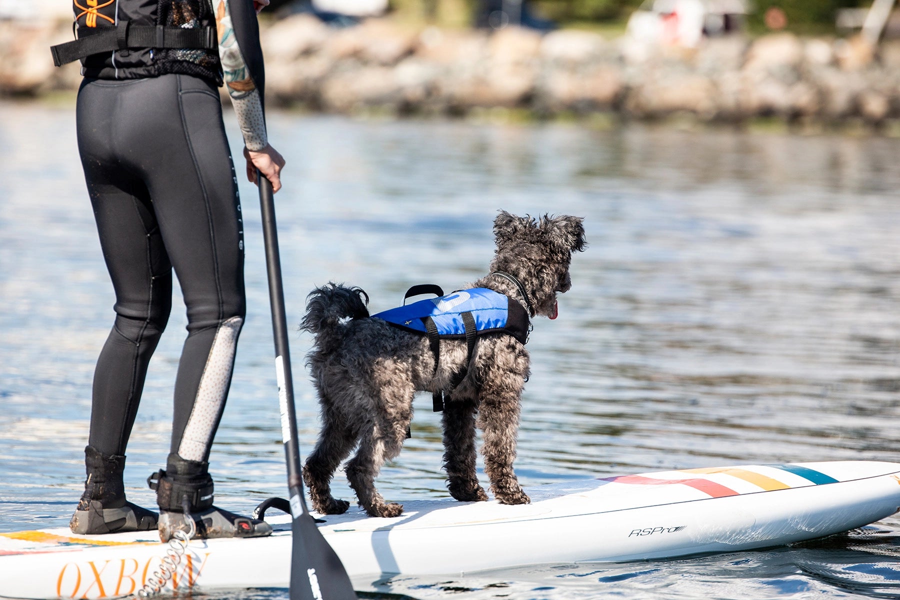 BALTIC SPLASH HUNDFLYTVÄST BLÅ