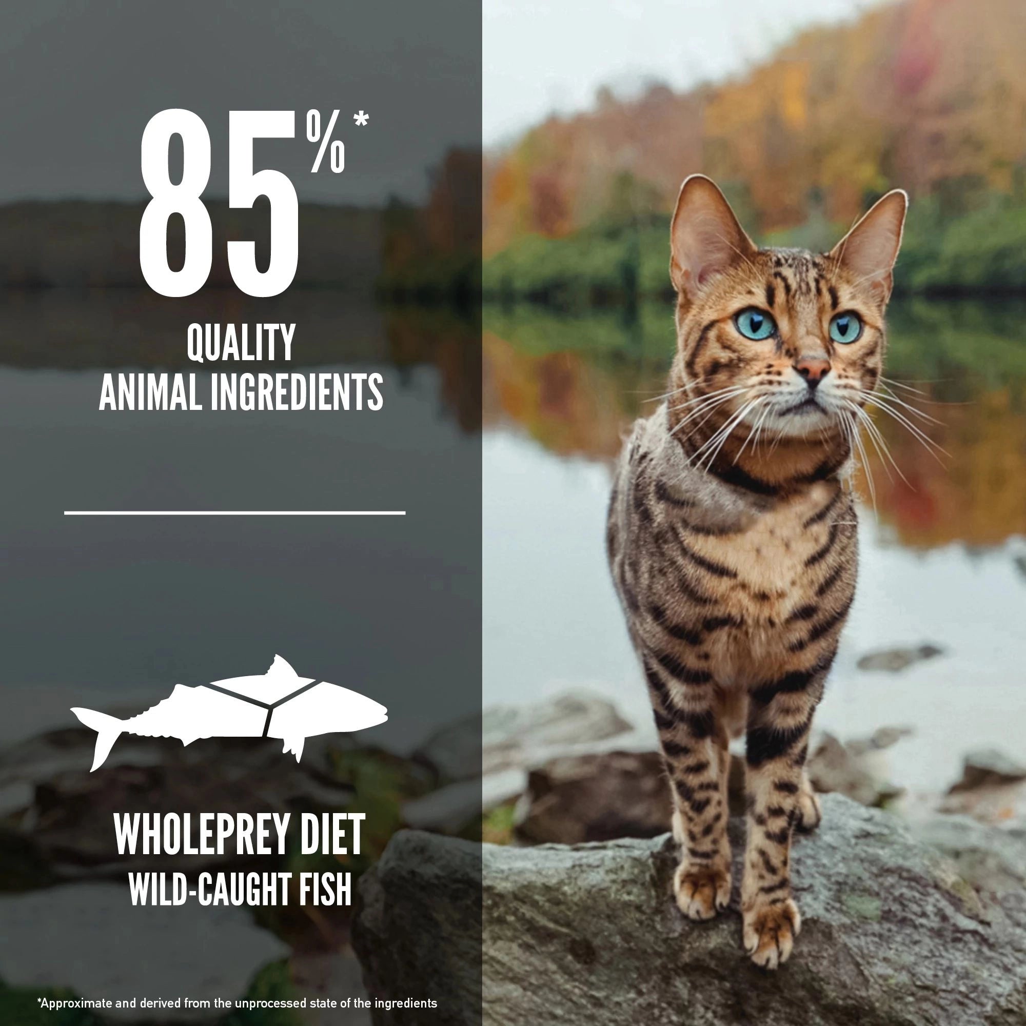 ORIJEN SIX FISH TORRFODER FÖR KATT